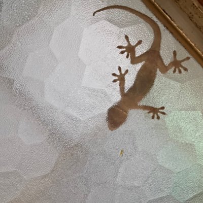 amesannnoouti's profile picture. 