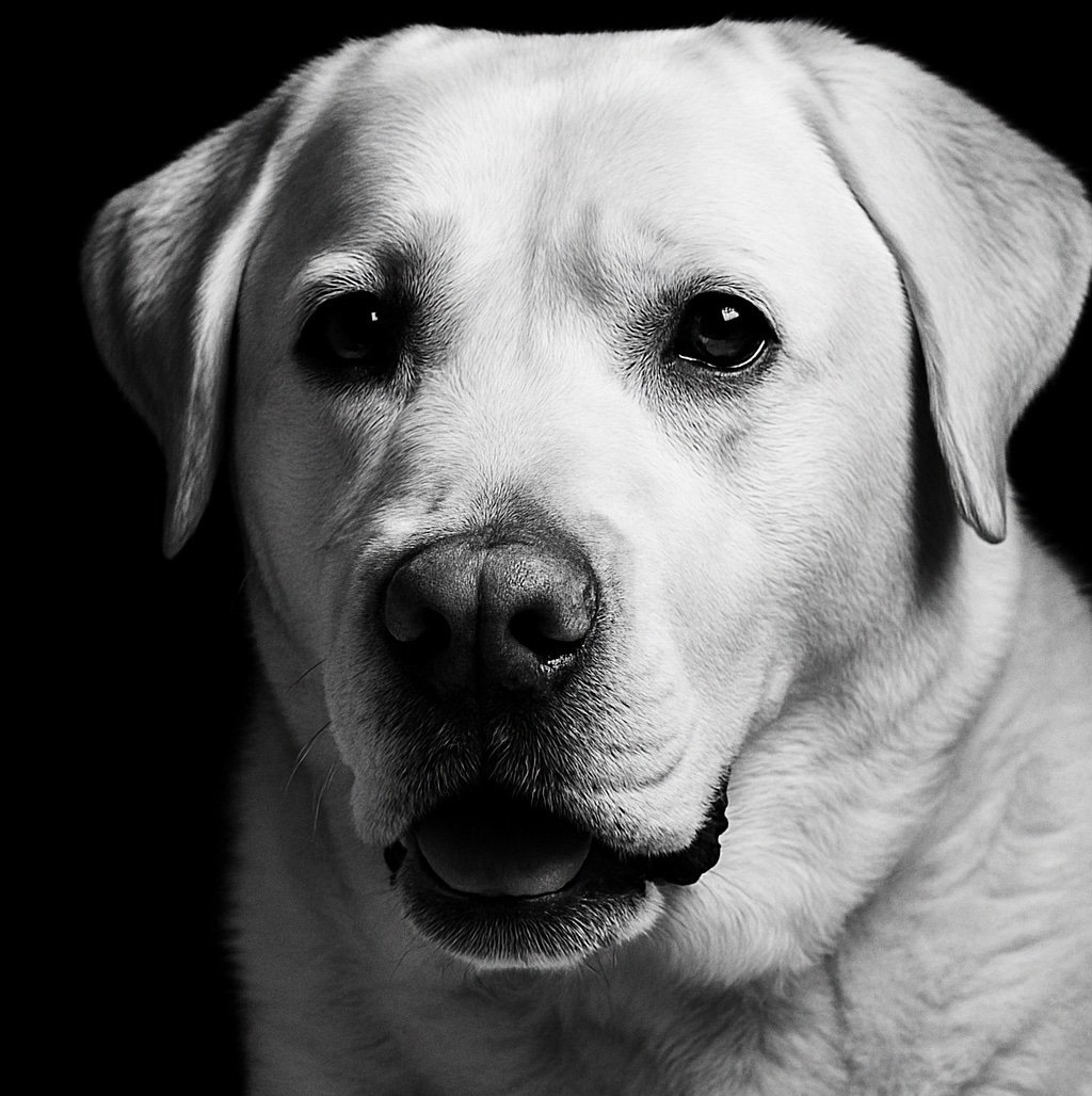 Rafathedog244's profile picture. I am a 6 year old Lab born for destruction apple of my humans eyes my fursis was Molly Moo she’s watching from rainbow bridge she was a #nipclub legend