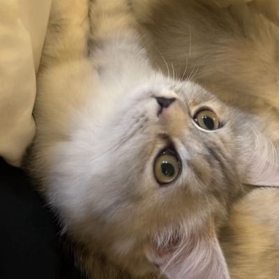 it_llid's profile picture. 