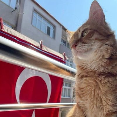 kedyolcam's profile picture. 1.3,(sqrt(cos(x))*cos(200x)+sqrt(abs(x))-0.7)*(4-x*x)^0.01