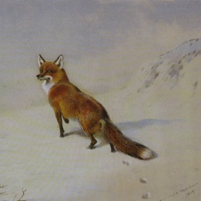 KMikebensea's profile picture. ornithology nature compliments of the 🎄🎄🎄🎄🎄🎶☃️☃️☃️☃️⛄️🎄🎄🎄🎄🎄season