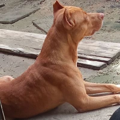 klebiamenezes's profile picture. O Senhor é o meu pastor e nada me faltará.🙏