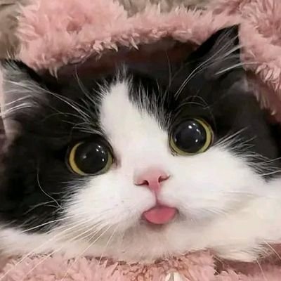 TheFool_Cat's profile picture. 