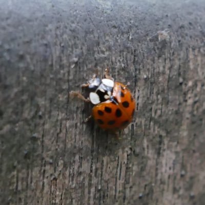 mmahm's profile picture. 