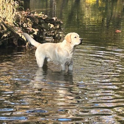 MickeyT401's profile picture. Lions Don’t Lose Sleep Over The Opinions Of Sheep! Always Be Blessed 🙏 God Loves You