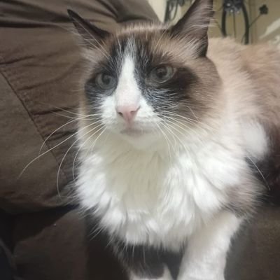 thonynhomilk's profile picture. 