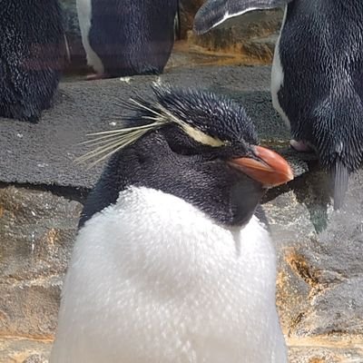 FxnIM4TIMn3059's profile picture. 好きなもの：ペンギン、犬、ゲーム全般、プラモデル

基本反応しません