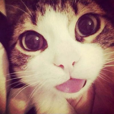 stjzrnfylld's profile picture. maja girl - composer and uhhh animator - biggest mario kart wii fan oat