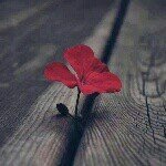 imrankacman5806's profile picture. 🎼 Bazı şeyler değişmez 🚀