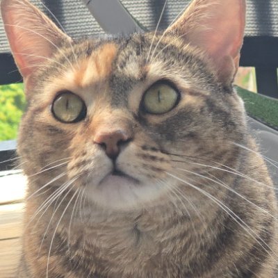 Hopedelighl's profile picture. 🌺🌾young illustrator from danville VA |🪷🌾 | may ’07 | inspired by rural quiet + loud imagination🌺💮🌸 | character & concepts 
No follow requests