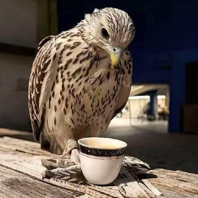 Glkk1490213's profile picture. ابحث عن الاستقرار 🙍‍♂️👰