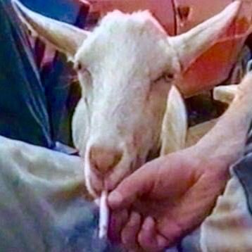 mcflurrylamb's profile picture. 28, male. silly goober. (sfw / suggestive post)