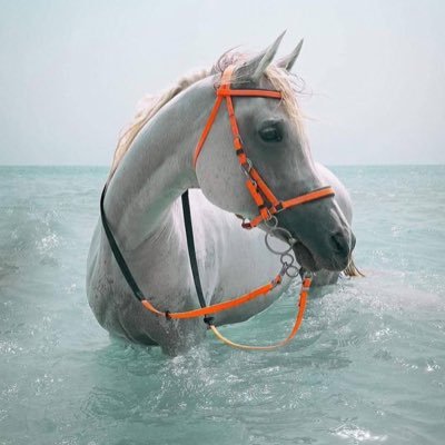 mustafa_eln's profile picture. 