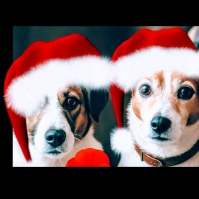 AndreaJackGoro's profile picture. Yorkie lass
 Beach boys, David Bowie, The kinks, Rod Stewart, Human League, Coldplay Dogs, Birds, soaps, music, travelling, art, photography