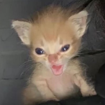 Sawsyourassopen's profile picture. Meow meow meow or wtv. Compress yume🥹