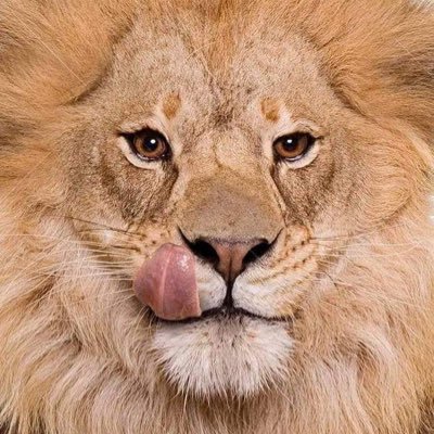 memzdefunct's profile picture. # im @memzvirus4040 im 18 years old and im a♀ # i post incomplete or and finished drawings here. 🐝🐝🐝