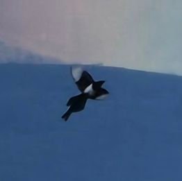 pencilmab's profile picture. 