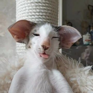 txawew's profile picture. ☄️ evil lair