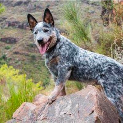 James42227689's profile picture. Ultra Mega Hillbilly Living in the three R area of Pennsylvania . Rocks, Rattle Snakes and Republicans