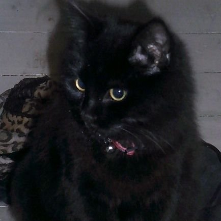 austishtic's profile picture. I retweet quite a lot sometimes I make opinions             

art acc — @artstishtic