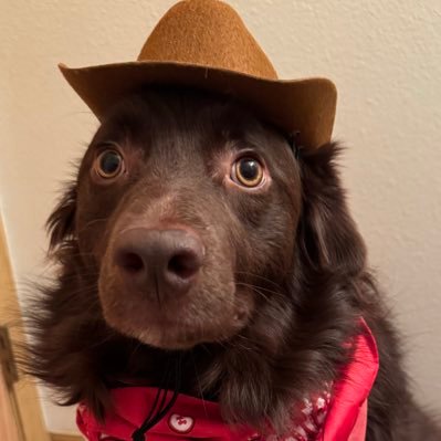 Laura_RainyNW's profile picture. Books📚 Music🎶 Coffee☕️dog🐾 #Resister #BLM #LGBTQ #Seahawks💙💚 #vaxed #kindness