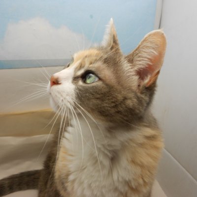 TinyPearlCat's profile picture. I'm a smart Polydactyl girl and catnip dealer. ｱ乇ﾑ尺ﾚ #nipclub new kittens are Butterscotch,  Ember and Astro. Plus a Chihuahua, Cosmo