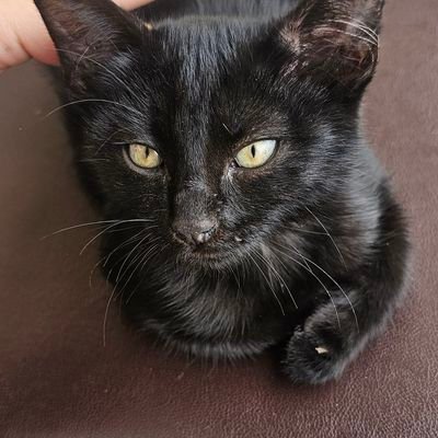 sheyyyss's profile picture. 