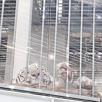 sub_nyanq's profile picture. 