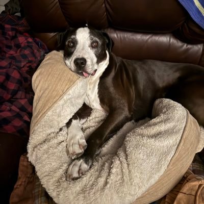 TTVKoalafiedd's profile picture. nobody