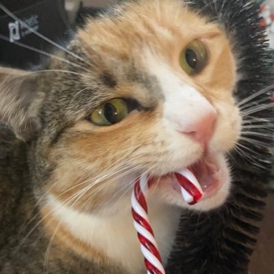 pookiepretz's profile picture. big calico tabby (pretzel, 2) and little brown tabby (biscuit, 3?) learning to be bffs… dadzel is 24. safe space 🏳️‍🌈 no bigots, ai, etc 🤬