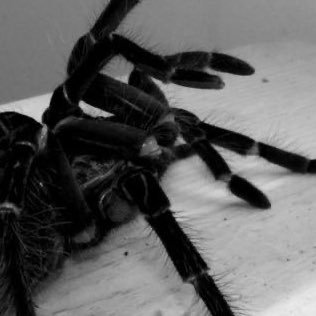 zxeoszz's profile picture. SHEDTWT | 17 | silly & bf obsessed | alt:@zxxeoszz | priv:@KACH0WZ | look at pinned