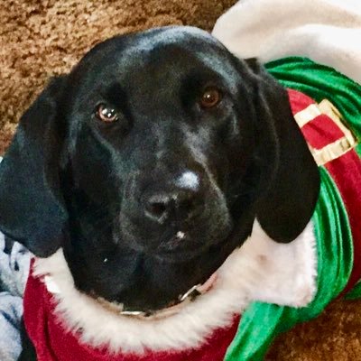 aerolisa1's profile picture. Animal & Wildlife Lover, Stop Animal Cruelty * Musician * Harley Davidson * Aerosmith * INDYCAR * Bookworm* ❤️E9🦅Harriet🦅 * True Crime * #RecoveryPosse #ODAAT