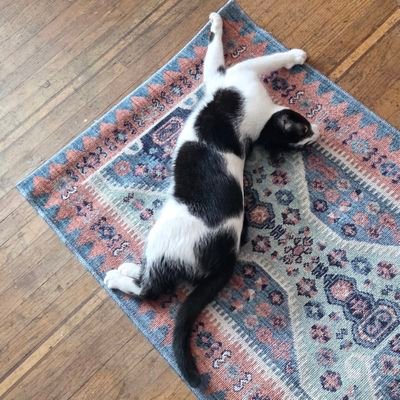 lionscanflynow's profile picture. 