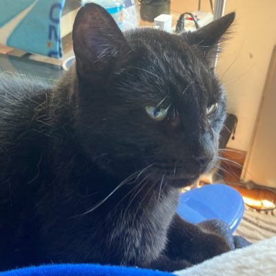 HonkingCat1717's profile picture. Pat Buchanan fan for 40 years. Southside Chicago Catholic. Huge Tucker Carlson fan. WWG1WGA America ONLY 🐸 🐸 🐸