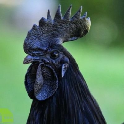 EduMagalhes6's profile picture. 🐓MAIS QUE UM CLUBE, UMA HERANÇA DE HONRA 🐓 
DIANTE DE CAMPOS HOSTIS NOS SOMOS AS LINHAS INIMIGAS 🐓 NOSSA ORIGEM NOSSO PROPÓSITO NOSSO LEGADO TRANSCEDERÁ 🐓