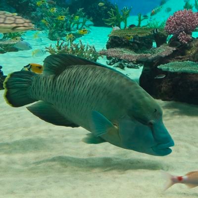 naposeaworld's profile picture. 人生スマシー　すべてはスマシーのために　スマシー大好きな方のための場所
来館320日達成✨
ここはサブ垢　本性は猫大好き人間　本垢⇛@ChloewithNoah