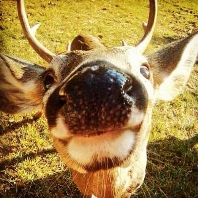 v3nado_deb's profile picture. tumblr: https://t.co/1Whg6nd1BE