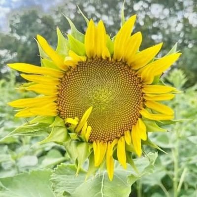 EdieBxgood's profile picture. Artist, Writer, Micro/Short Stories, Poems, Photography, Intelligent Democrat, and Mental Health Advocate 
all of which help to make my content awesome! 🚫DM'S