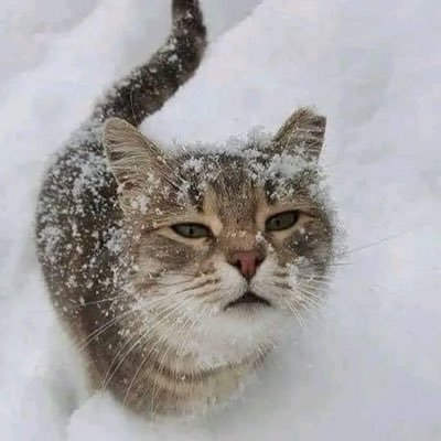 floatingcals's profile picture. #shedtwt she/her 17 :)