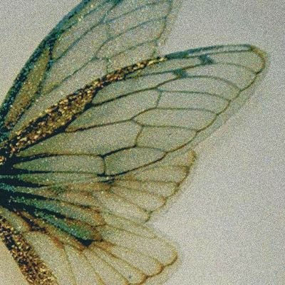 peonyjpg's profile picture. 🌿