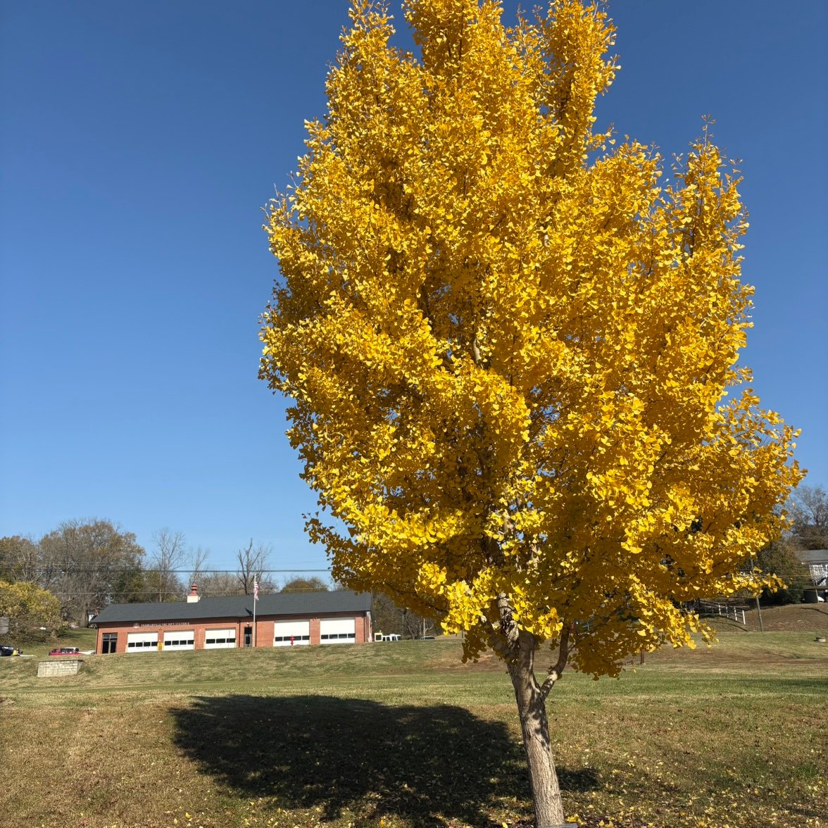 violinlover00's profile picture. 