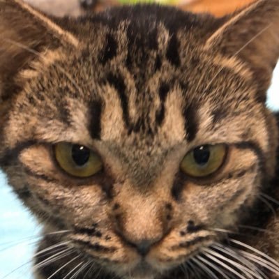 AccidentalSp's profile picture. ATC合同会社として、リラクゼーションと出張コンディショニング、サウナと園芸を行き来しながら、人のリズムを植物と日々のささやかな所作でチューニングしています。マルチポテンシャル #アガベ サウナで自律神経を整えて救われた。#サウナ #ドラクエなら勇者