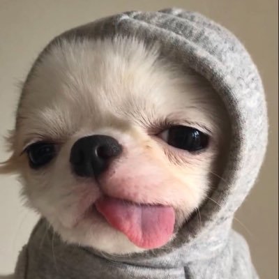 choconikadp's profile picture. INFINITE • WANANA ONE