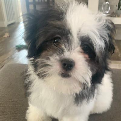 USA_PatriotMama's profile picture. Conservative Texan⚡️1A⚡️2A 🇺🇸AMERICA FIRST ✝️God Bless America ~ Lions NOT SHEEP! 🦁#Pureblood🇺🇸 🦅 🇺🇸