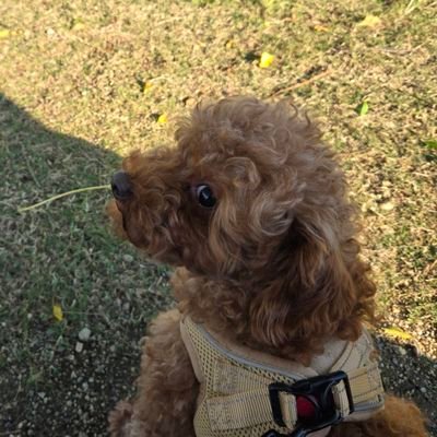 milkyskies_dev's profile picture. 