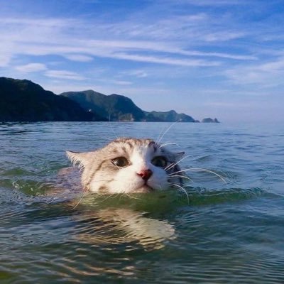 hunkydory98's profile picture. ⚠️ Disclaimer: do not gauge my beliefs from what I say