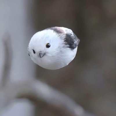 AryShunga's profile picture. 