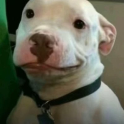 yourboypedroo_'s profile picture. 