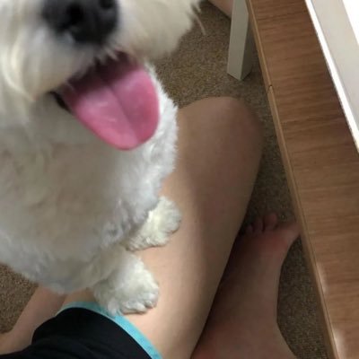 k9xltAmelia's profile picture. 