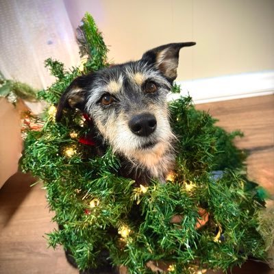 The_Mel_Belcher's profile picture. 